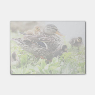 Female Mallard Surrounded By Ducklings Post-it Notes