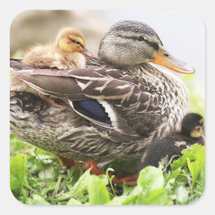 Female Mallard Surrounded By Ducklings Square Sticker
