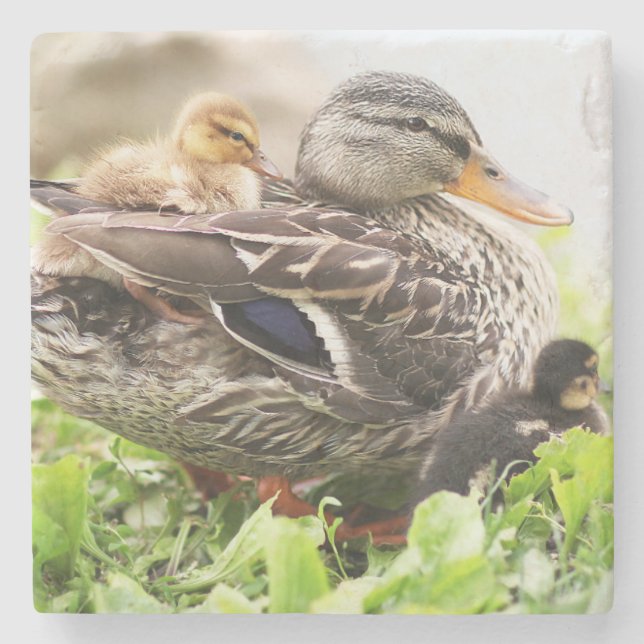 Female Mallard Surrounded By Ducklings Stone Coaster (Front)
