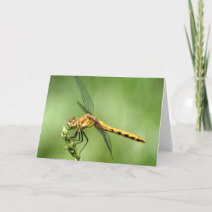 Female Meadow Hawk Notecard