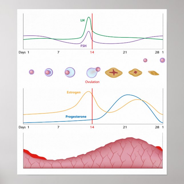 Female menstrual cycle Poster (Front)