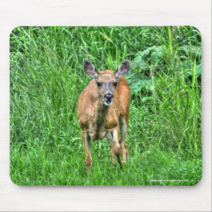 Female Mother Mule Deer on Ranch Wildlife Photo Mouse Pad