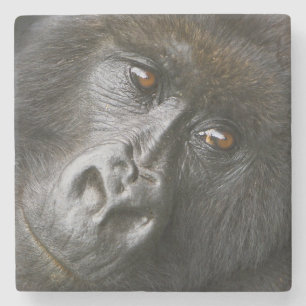 Female Mountain Gorilla Stone Coaster