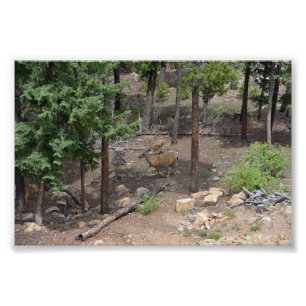 Female Mule Deer and Fawn Photo Print