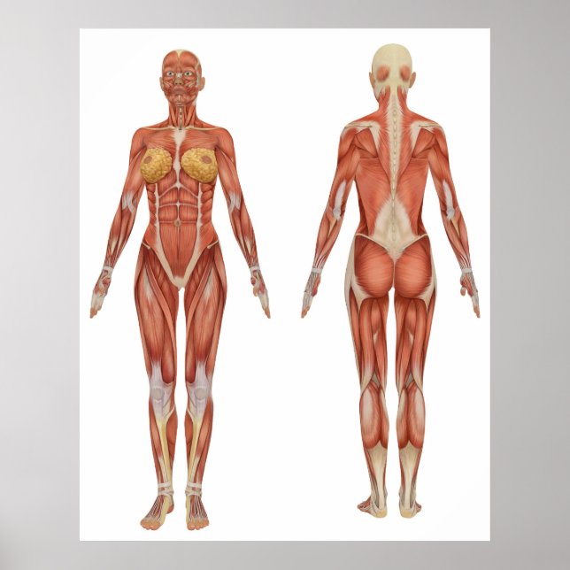Female Muscular Anatomy Front and Rear View Poster (Front)