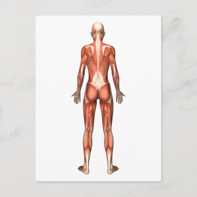 Female Muscular System, Back View Postcard (Front)