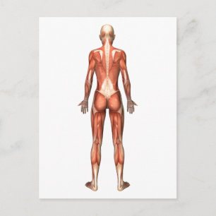 Female Muscular System, Back View Postcard
