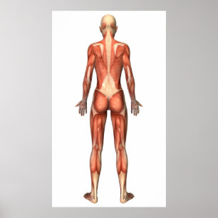 Female Muscular System, Back View Poster