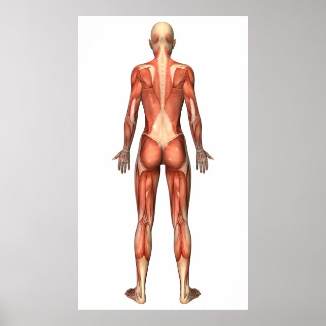 Female Muscular System, Back View Poster (Front)
