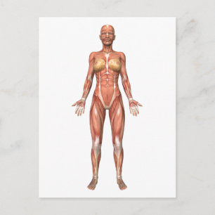 Female Muscular System, Front View Postcard