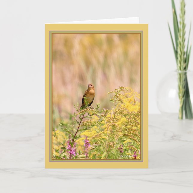 Female/nonbreeding male Bobolink Card (Front)