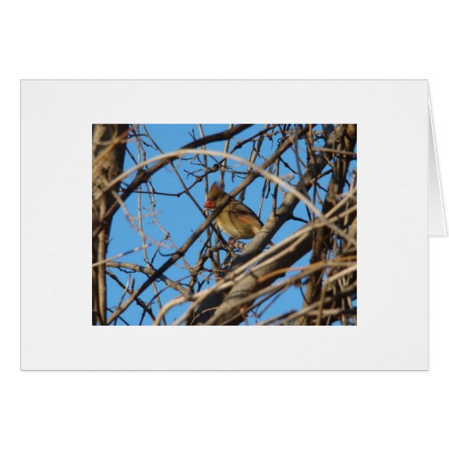 Female Northern Cardinal (Front Horizontal)