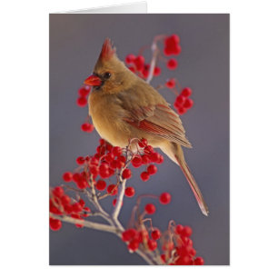 Female Northern Cardinal among hawthorn