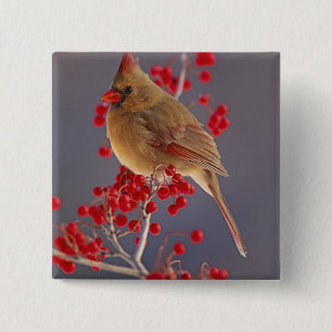 Female Northern Cardinal among hawthorn 15 Cm Square Badge