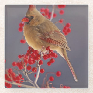 Female Northern Cardinal among hawthorn Glass Coaster