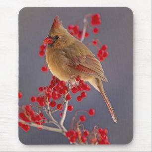 Female Northern Cardinal among hawthorn Mouse Pad