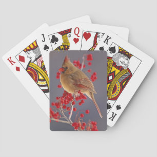 Female Northern Cardinal among hawthorn Playing Cards