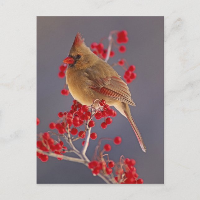 Female Northern Cardinal among hawthorn Postcard (Front)