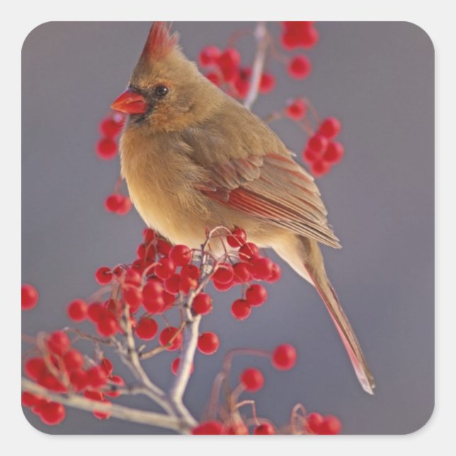 Female Northern Cardinal among hawthorn Square Sticker (Front)