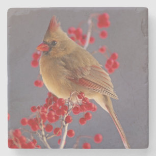 Female Northern Cardinal among hawthorn Stone Coaster
