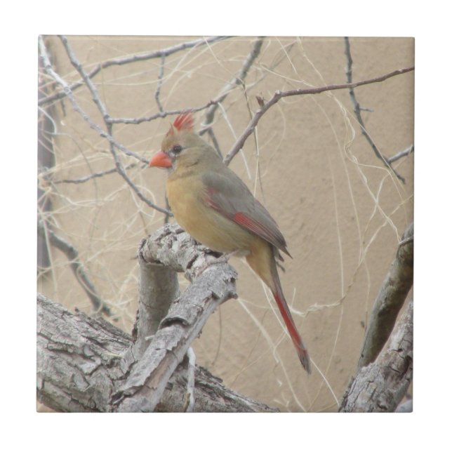 Female Northern Cardinal Ceramic Tile (Front)