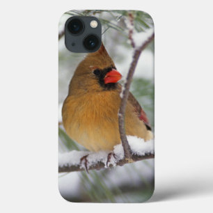 Female Northern Cardinal in snowy pine tree, iPhone 13 Case