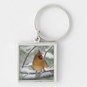 Female Northern Cardinal in snowy pine tree, Key Ring