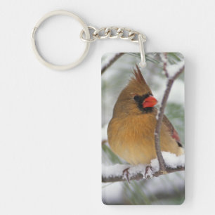 Female Northern Cardinal in snowy pine tree, Key Ring