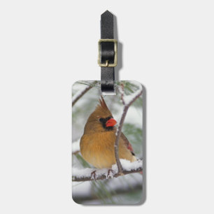 Female Northern Cardinal in snowy pine tree, Luggage Tag