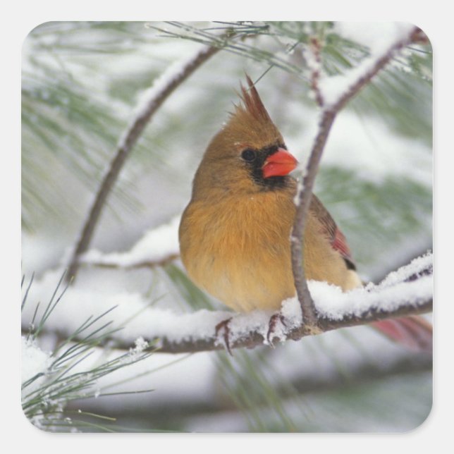 Female Northern Cardinal in snowy pine tree, Square Sticker (Front)