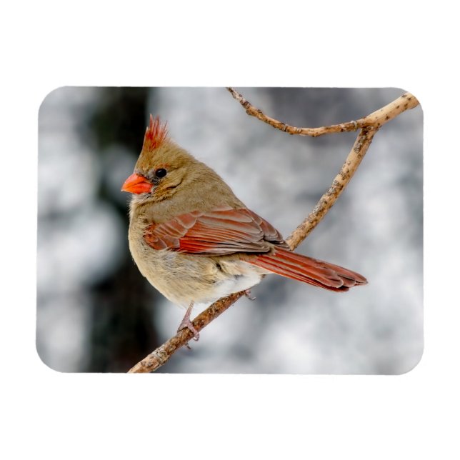 Female Northern Cardinal Magnet (Horizontal)