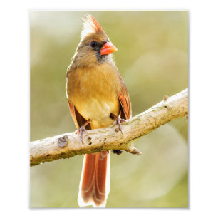 Female Northern Cardinal on Tree Limb Print