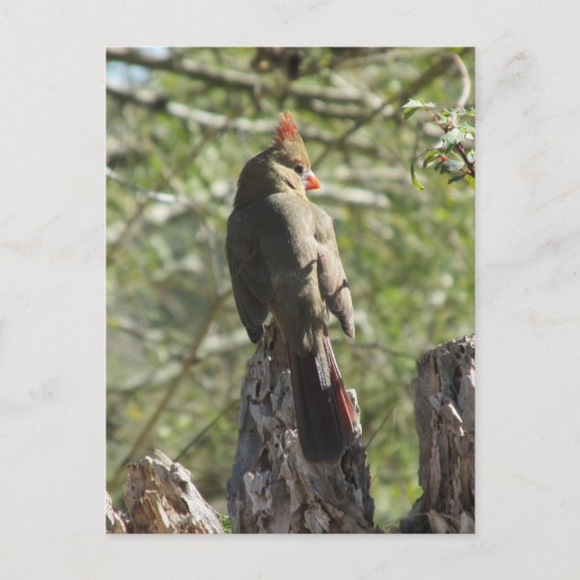 Female Northern Cardinal Postcard (Front)