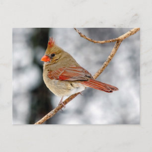 Female Northern Cardinal Postcard
