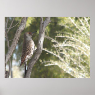 Female Northern Flicker Woodpecker Poster