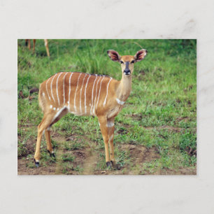 Female Nyala, Hluhluwe-Umfolozi Game Reserve Postcard