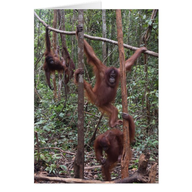 Female Orangutans in the Jungle of Borneo (Front)