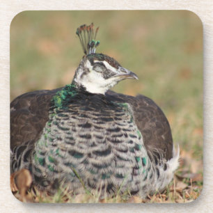 Female peacock coaster