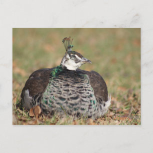 Female Peacock sleeping postcard