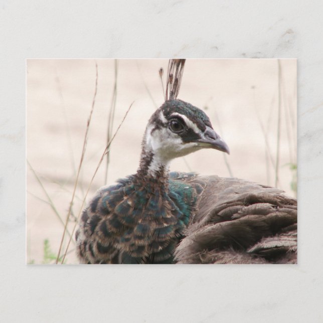 Female Peafowl postcard (Front)