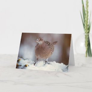 Female Pheasant - card
