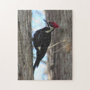 Female Pileated Woodpecker - Bird - Puzzle