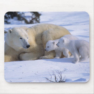 Female Polar Bear Lying Down with 2 coyscubs Mouse Pad