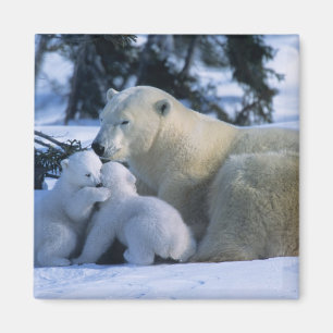 Female Polar Bear Lying Down with 2 Cubs Magnet