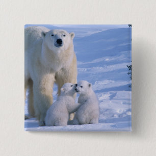 Female Polar Bear Standing with 2 Cubs 15 Cm Square Badge