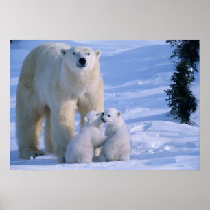 Female Polar Bear Standing with 2 Cubs at her Poster