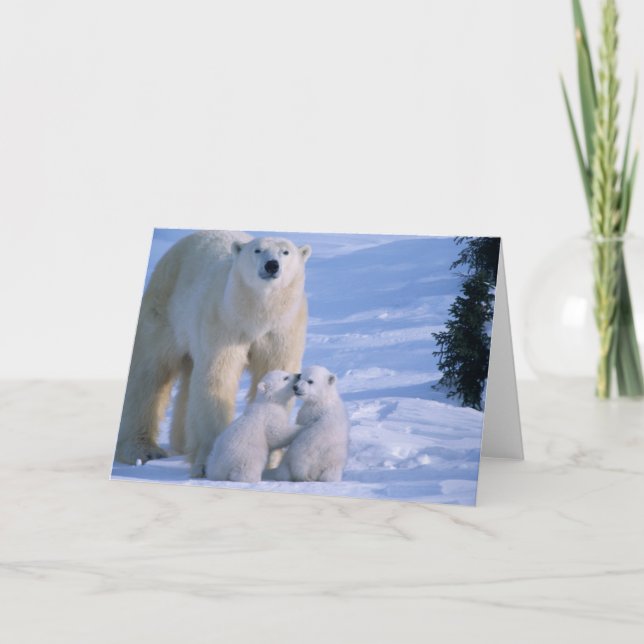 Female Polar Bear Standing with 2 Cubs Card (Front)
