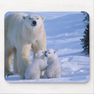 Female Polar Bear Standing with 2 Cubs Mouse Pad