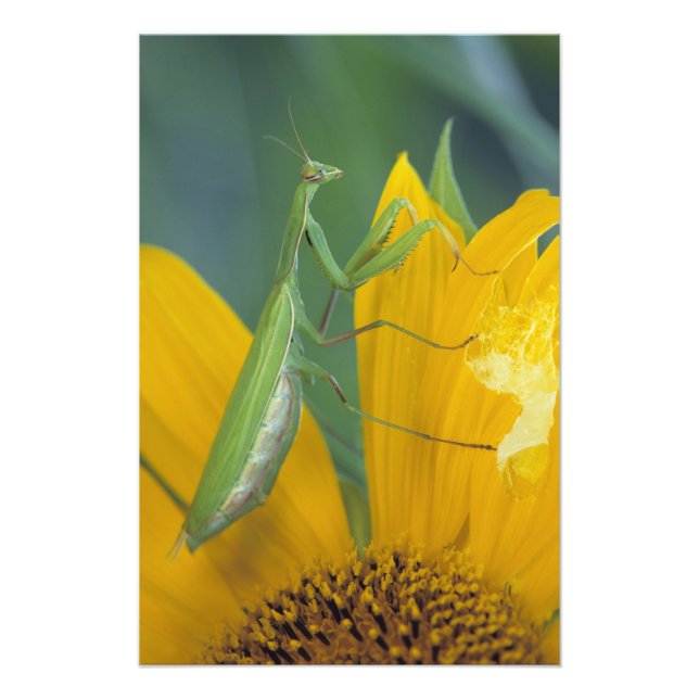 Female praying mantis photo print (Front)