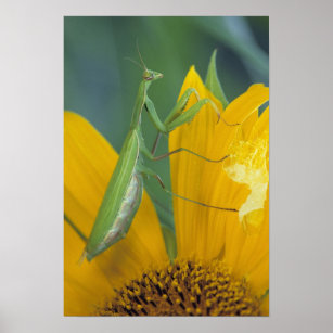 Female praying mantis with egg sac on poster
